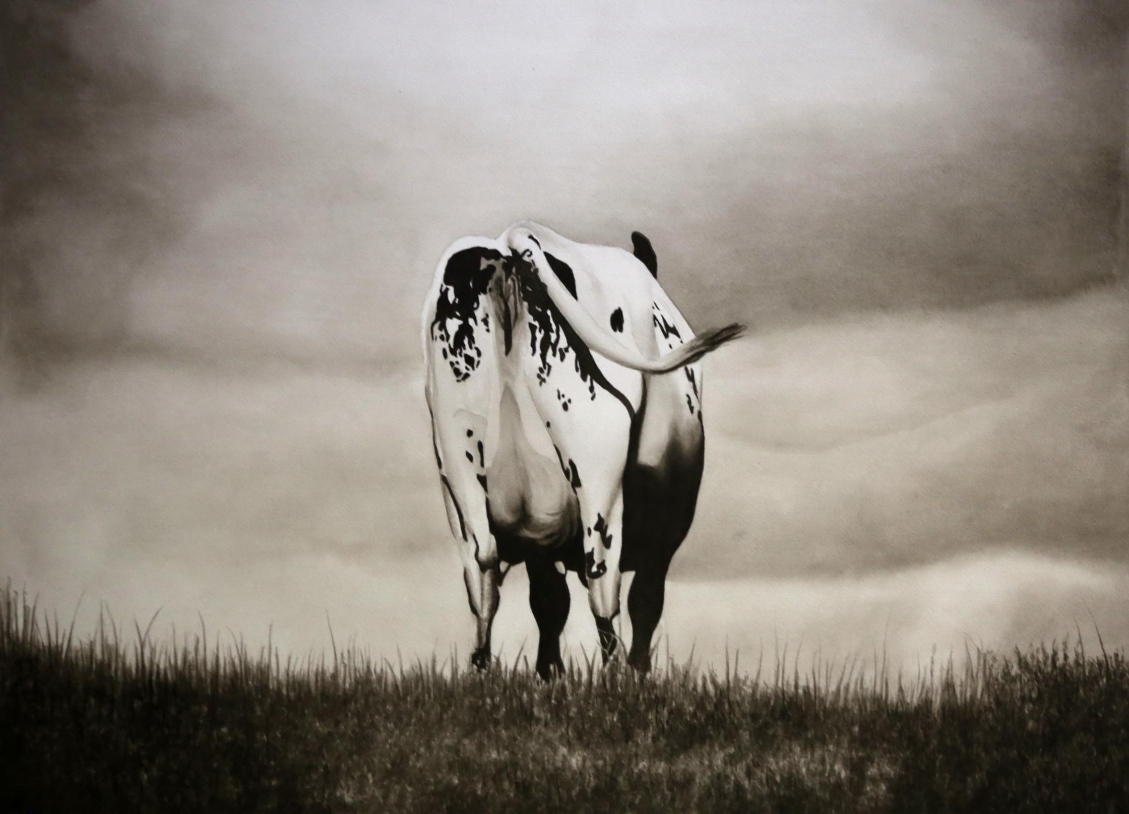 BOVIS VERECUNDO, SHY COW, watercolor on paper, 55 cm x 75 cm